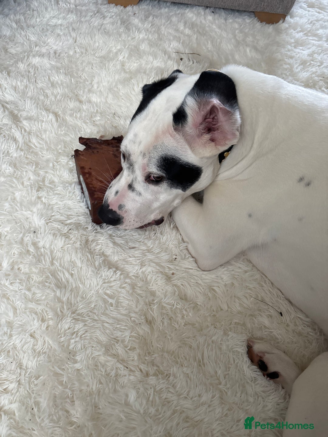 Mixed Breed dogs for sale: Needs new home asap - Advert 8