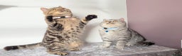 British Shorthair cats for sale: Amazing Quality Pedigree British Shorthair Kittens - Advert 20