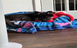 Shepsky dogs for sale: Shepsky - Image 6