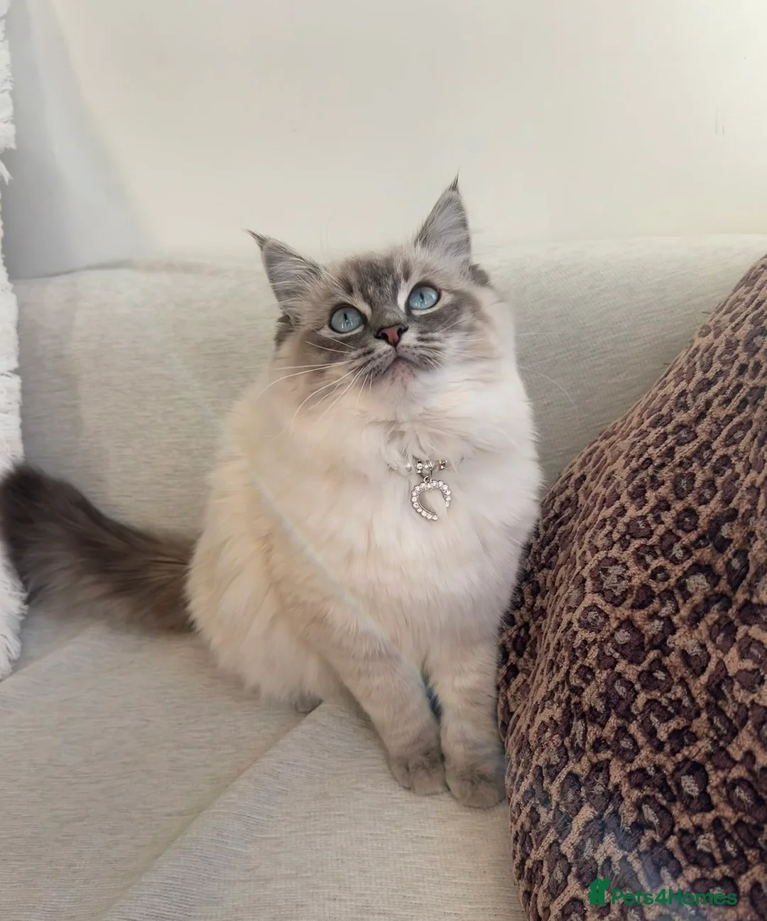 Ragdoll cats for sale: Beautiful pure bred Blue Point Ragdoll kittens  - Advert 31