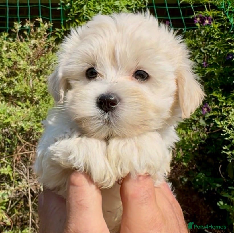 Maltipoo dogs Stunning Teddy Bear Toy Maltipoo Puppies  - Advert 1