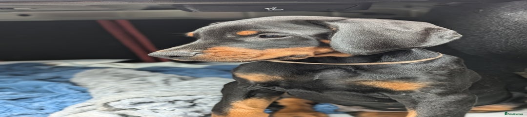 Rover Dobermann Puppy 5