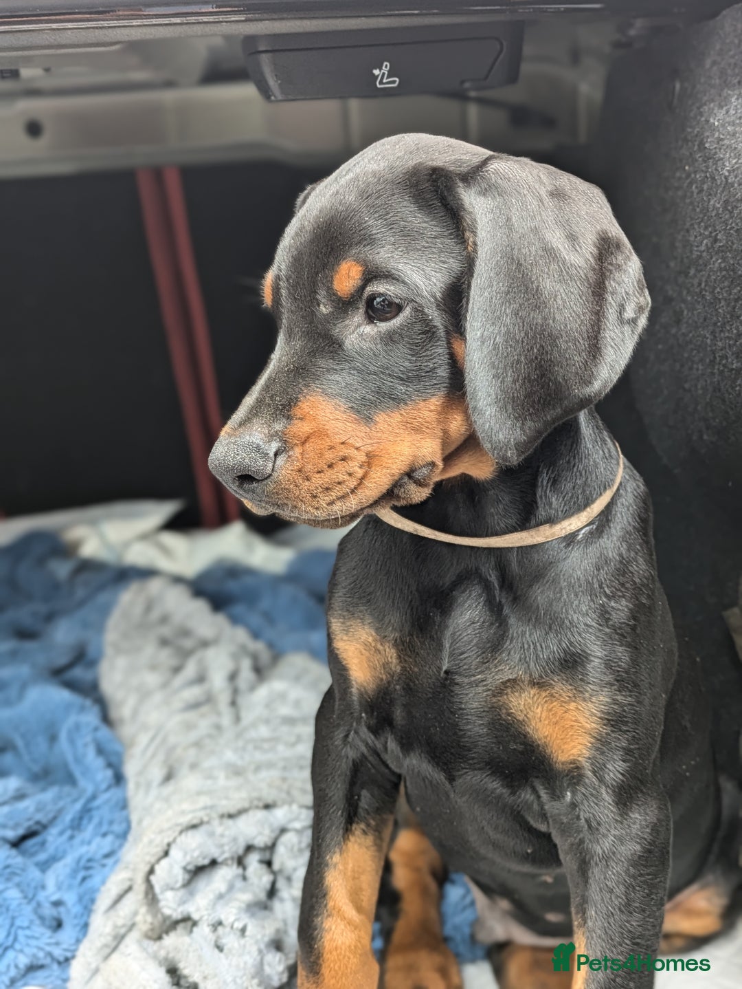 Dobermann dogs for sale: Beautiful doberman puppies ready for foreve homes  - Image 12
