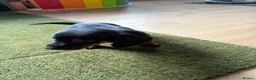 Dachshund dogs for sale: Standard kc Dachshund puppys  in Halifax - Advert 5