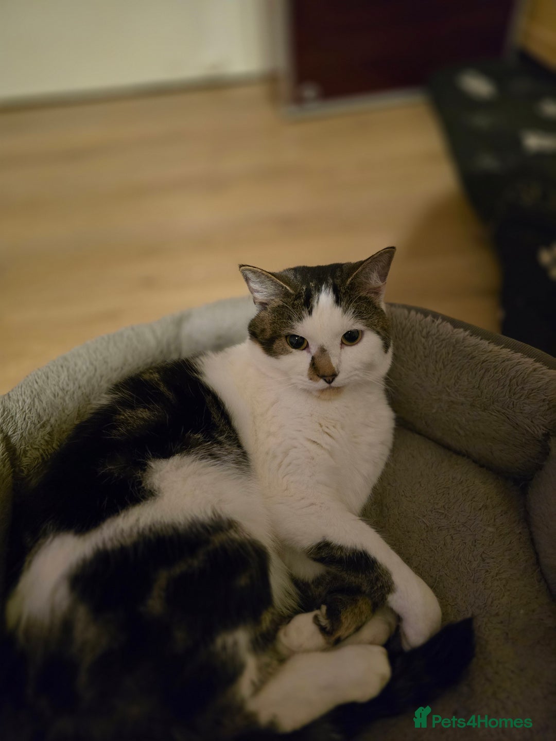 Mixed Breed cats for sale: 1 year old cat needs a new home - Advert 2