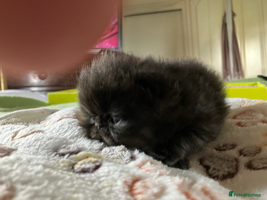 Persian cats for sale: Gccf hobby breeder - Image 5