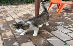 Mixed Breed cats for adoption: NOSE - a Lovely boy, for a Loving Home - Image 16