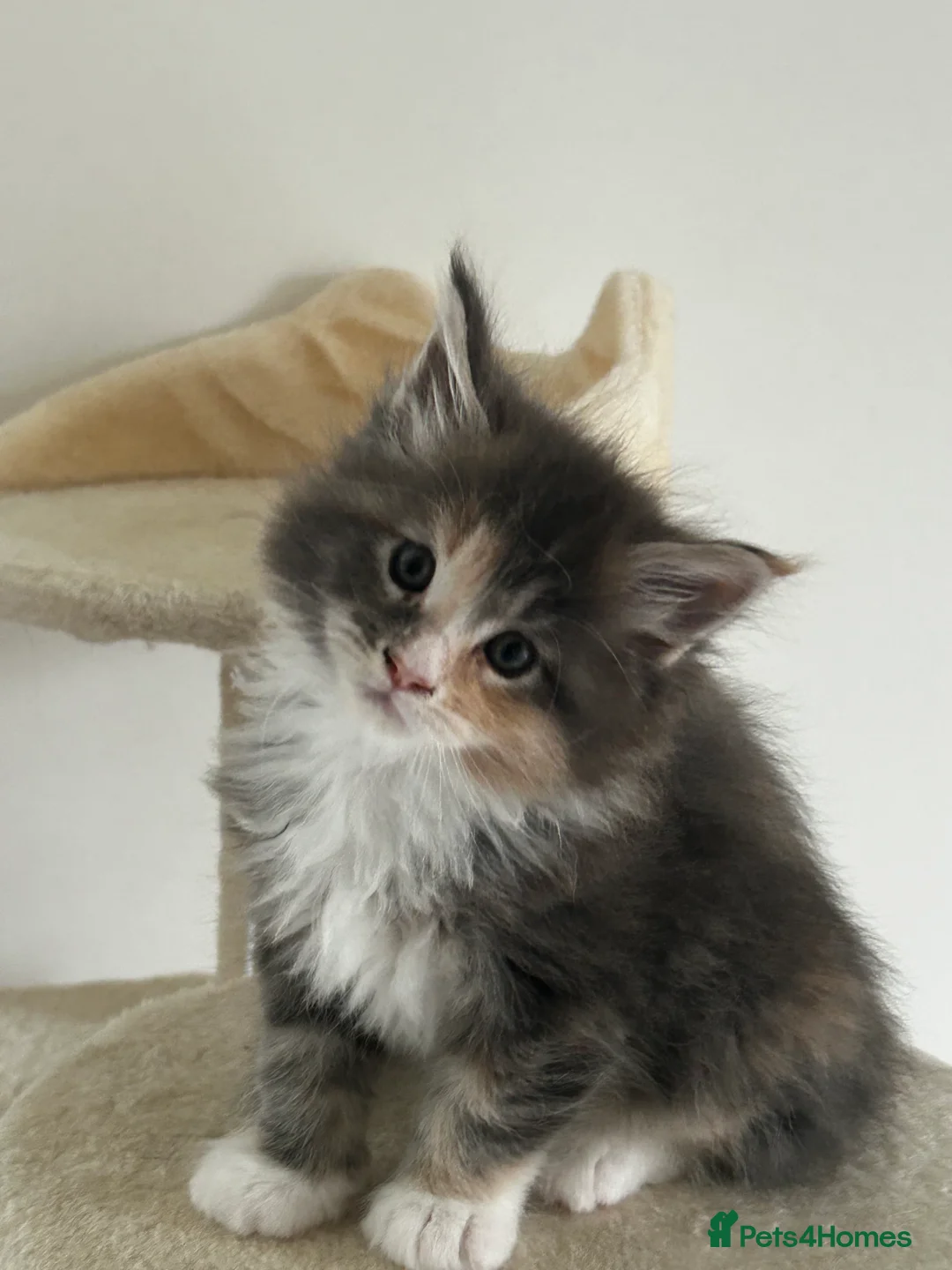 Maine Coon cats for sale: Find Your Purrfect Match! - Advert 29