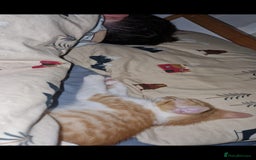 Domestic Shorthair cats for sale: Kittens in Oxford - Image 12