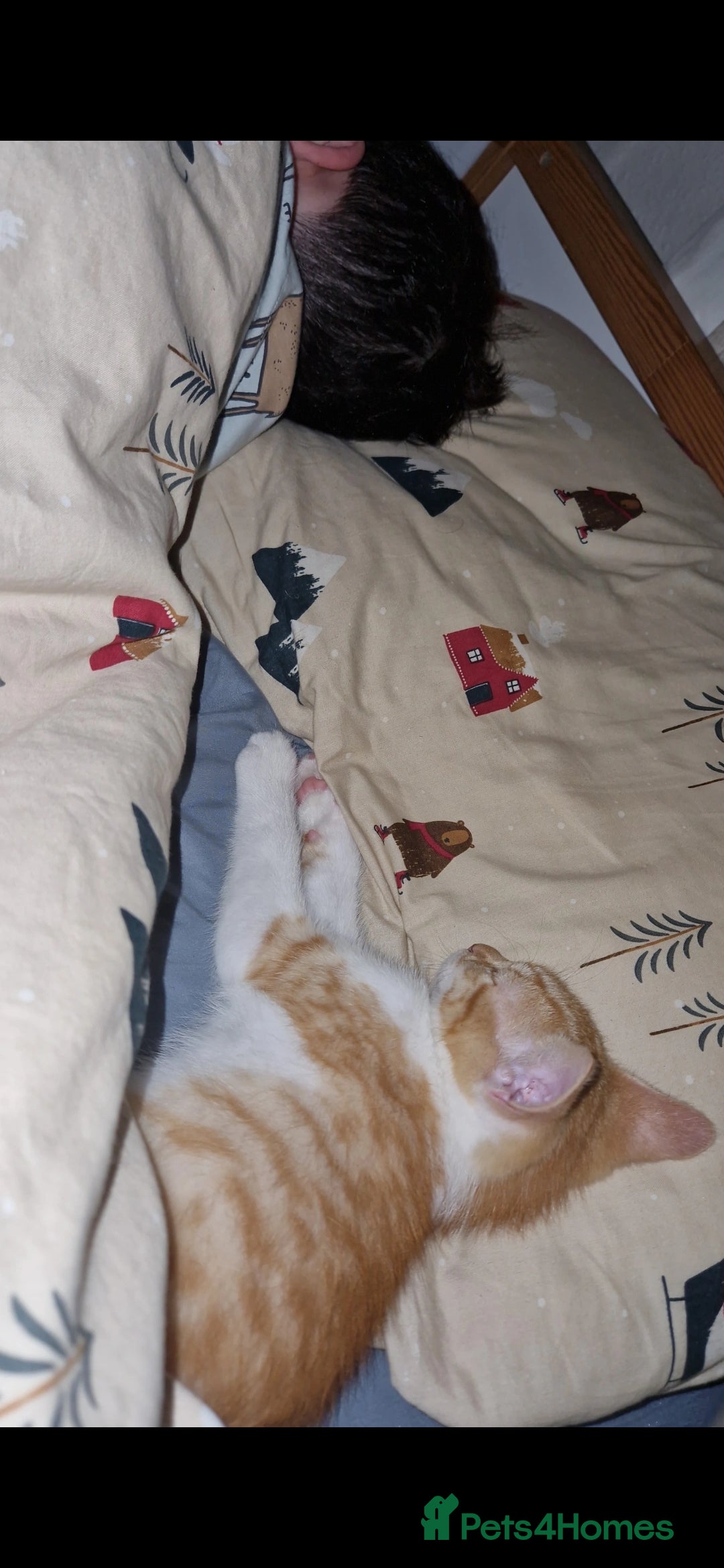 Domestic Shorthair cats for sale: Kittens in Oxford - Image 12