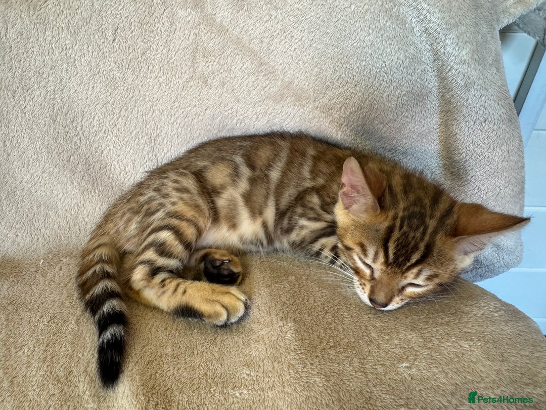 Bengal cats for sale: TICA Registered Females Bengal Kittens in Newark - Image 11