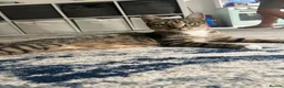 Mixed Breed cats for sale: Kittens for sale  - Advert 2