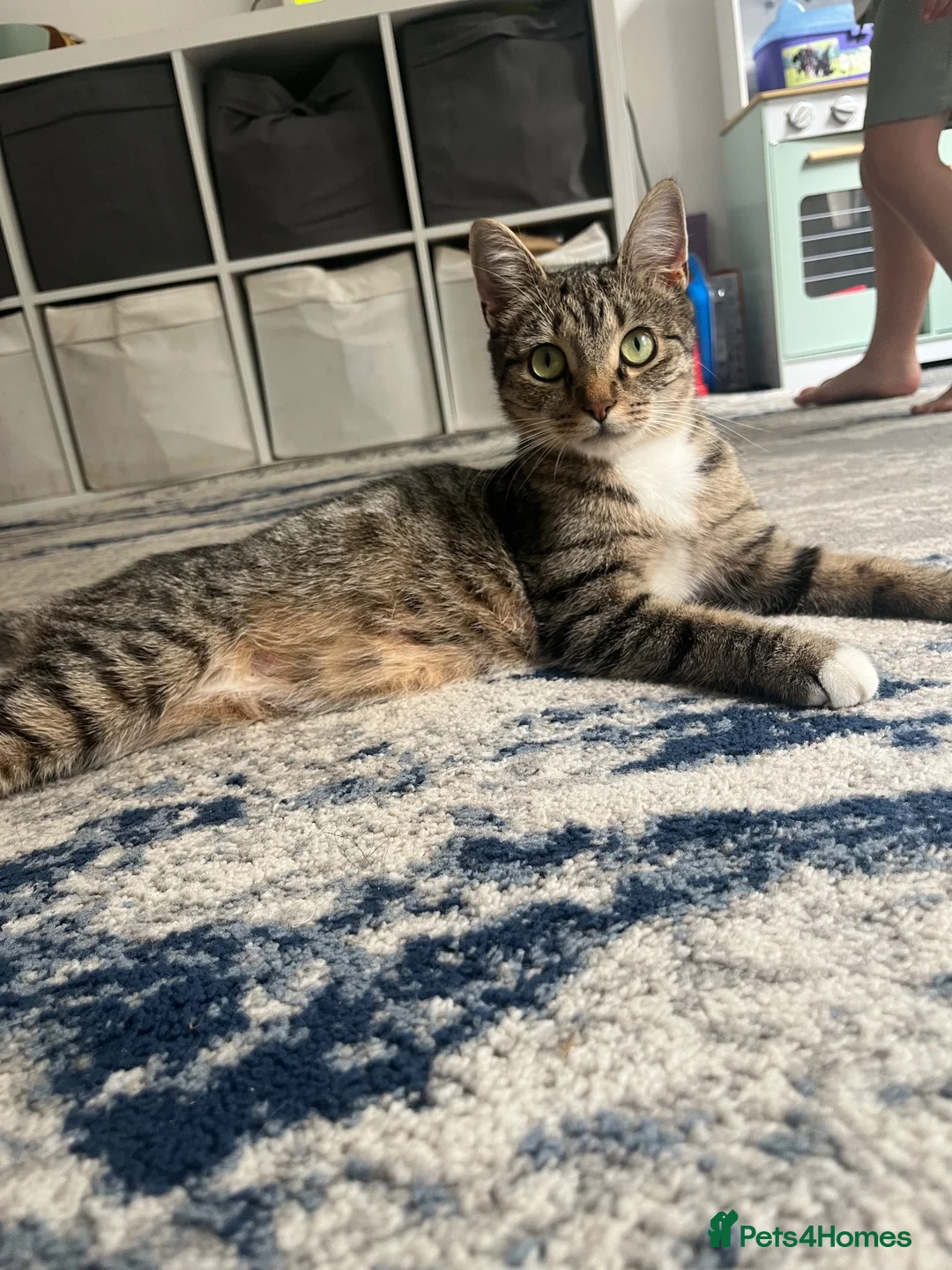Mixed Breed cats for sale: Kittens for sale  - Advert 2