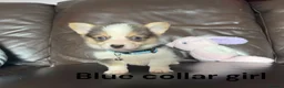 Welsh Corgi Pembroke dogs for sale: Beautiful Pembrokeshire corgi pups  - Advert 5