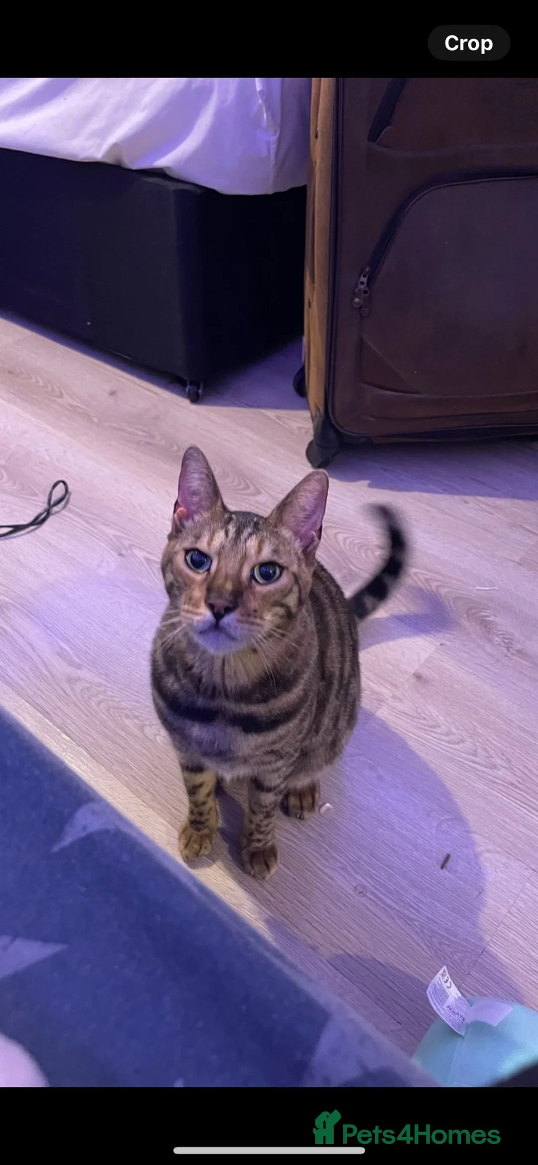 Bengal cats for sale: My cat needs a home  in Leigh-on-Sea - Advert 2