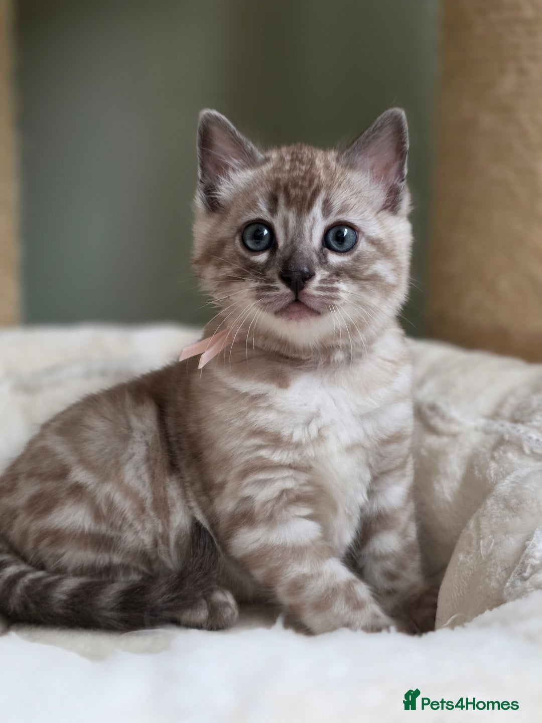 Bengal cats for sale: ❄️ Gorgeous Snow and Charcoal Bengals ❄️  - Advert 17