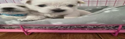West Highland Terrier dogs for sale: Beautiful healthy litter of westie puppies  - Advert 20