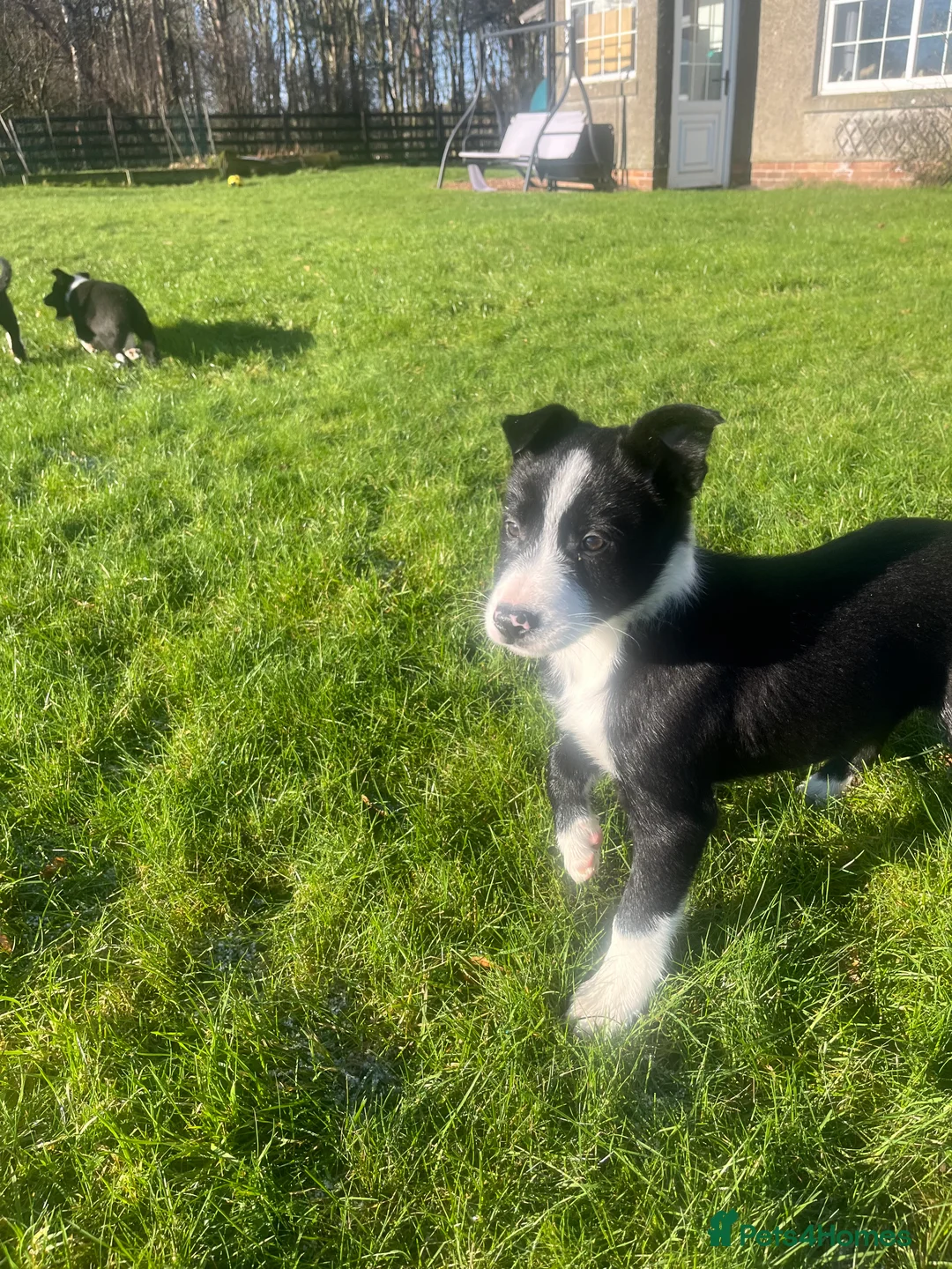Border Collie dogs for sale: Gorgeous Border collie puppy for sale  - Advert 6