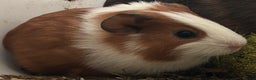 Guinea Pig rodents for sale: Beautiful Baby Guinea Pigs. - Advert 7