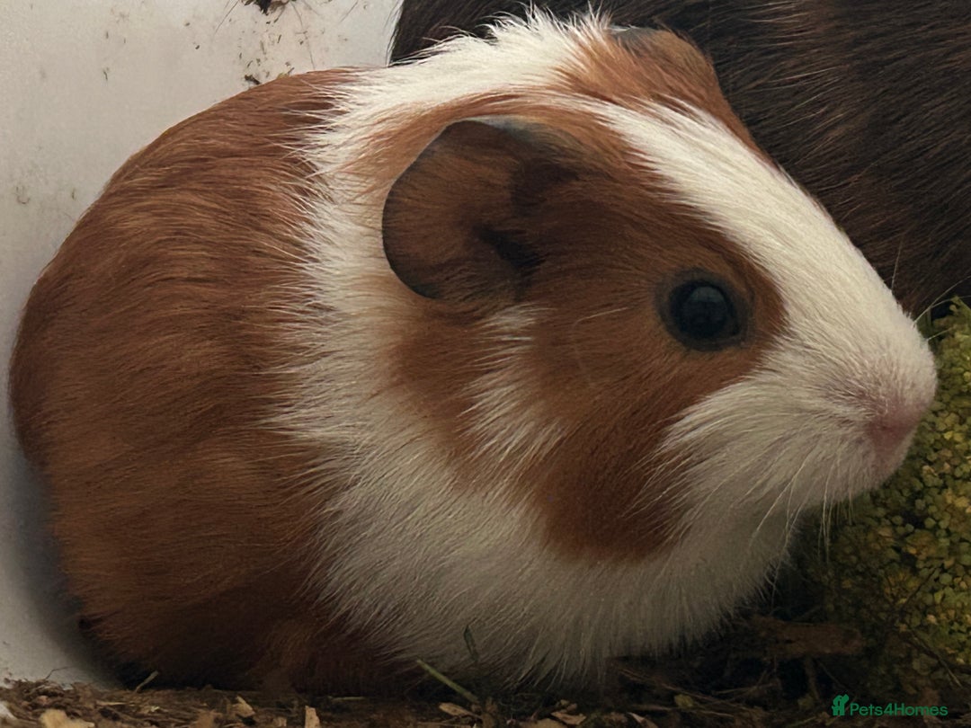 Guinea Pig rodents for sale: Beautiful Baby Guinea Pigs. - Advert 7