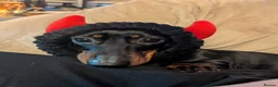 Dachshund dogs for stud: Black and Tan miniature smooth boy  - Advert 4