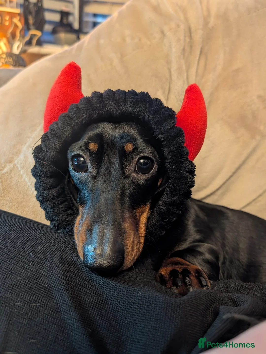 Dachshund dogs for stud: Black and Tan miniature smooth boy  - Advert 4