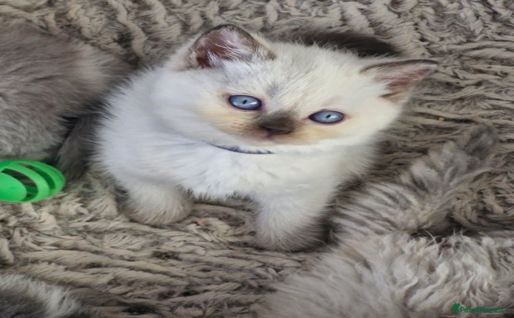 British Shorthair cats - Advert 3