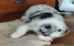 Australian Shepherd dogs for sale: merle aussie  - Image 4