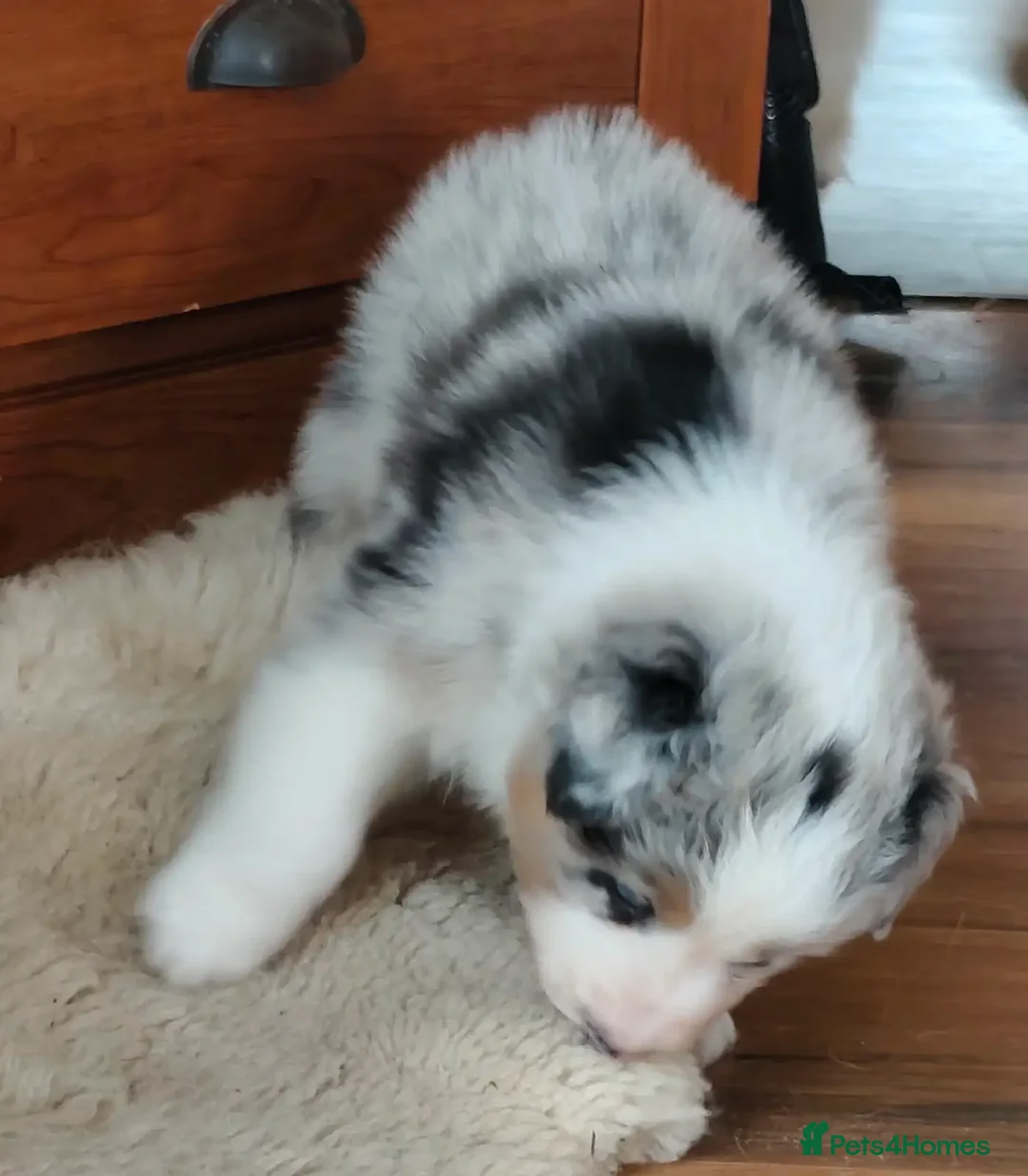 Australian Shepherd dogs for sale: merle aussie  - Image 4