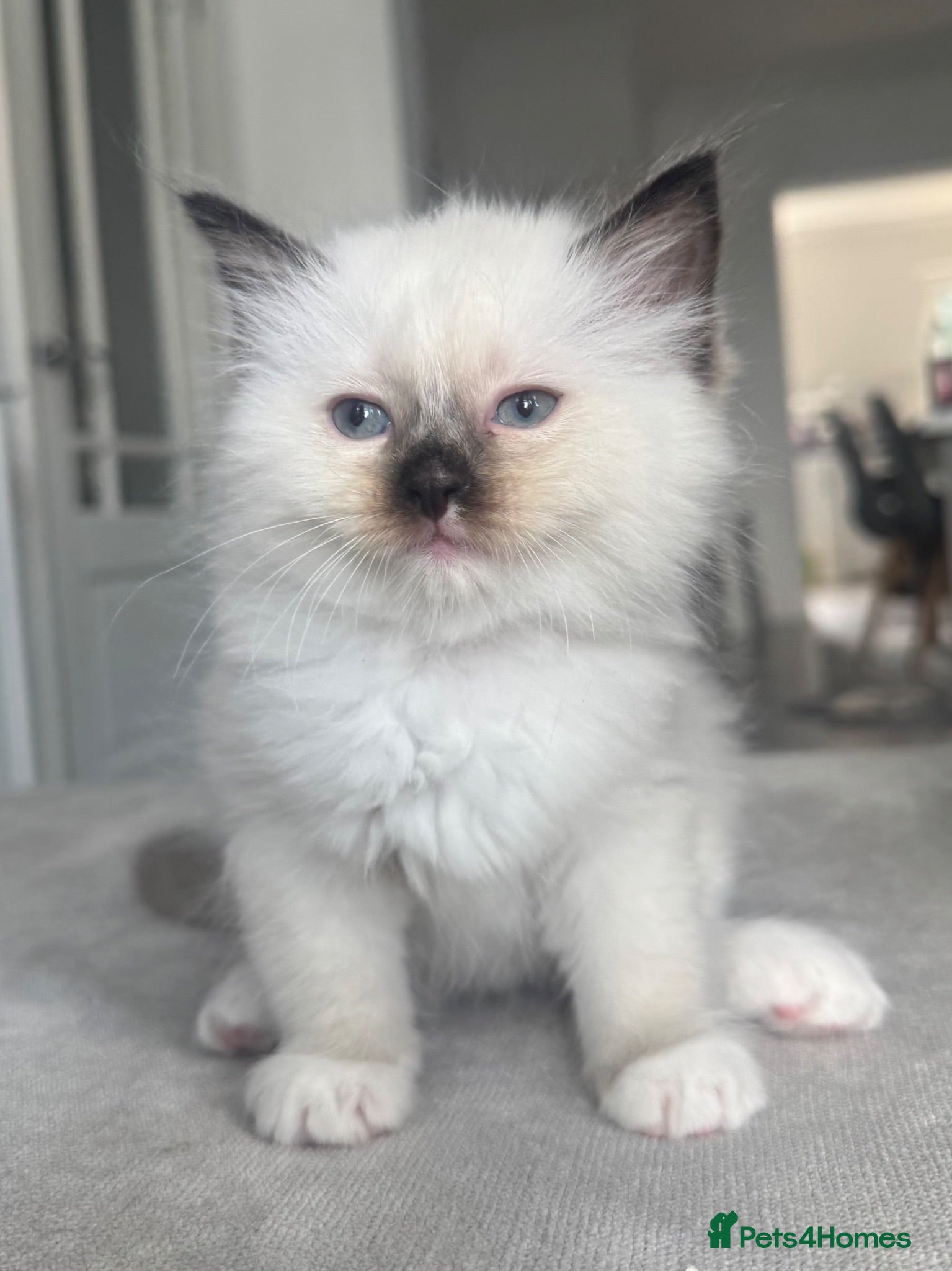 Ragdoll cats Male seal point pure-bred INDOOR ragdoll kitten  - Advert 2