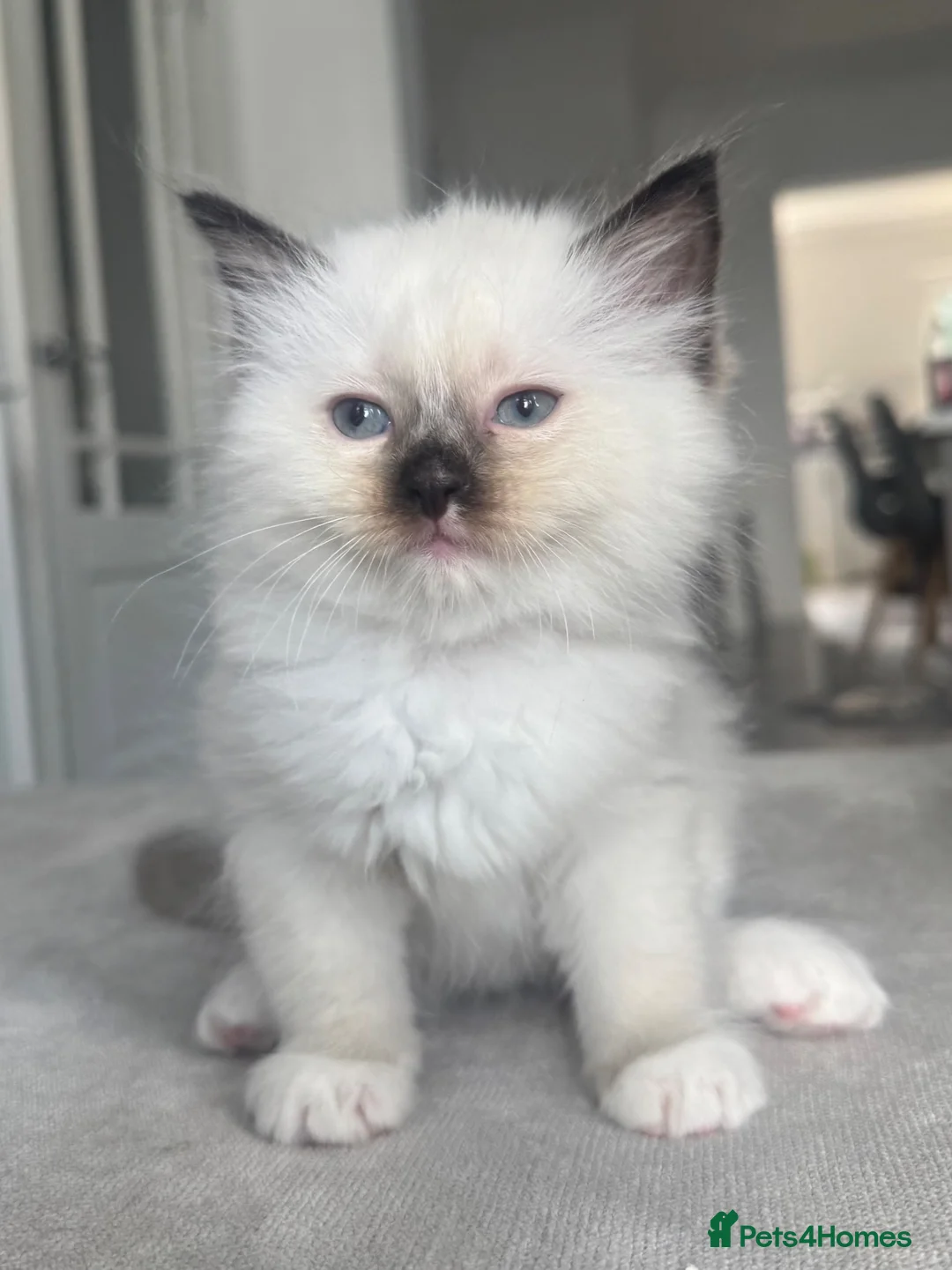 Ragdoll cats for sale: Male seal point pure-bred INDOOR ragdoll kitten  - Advert 1