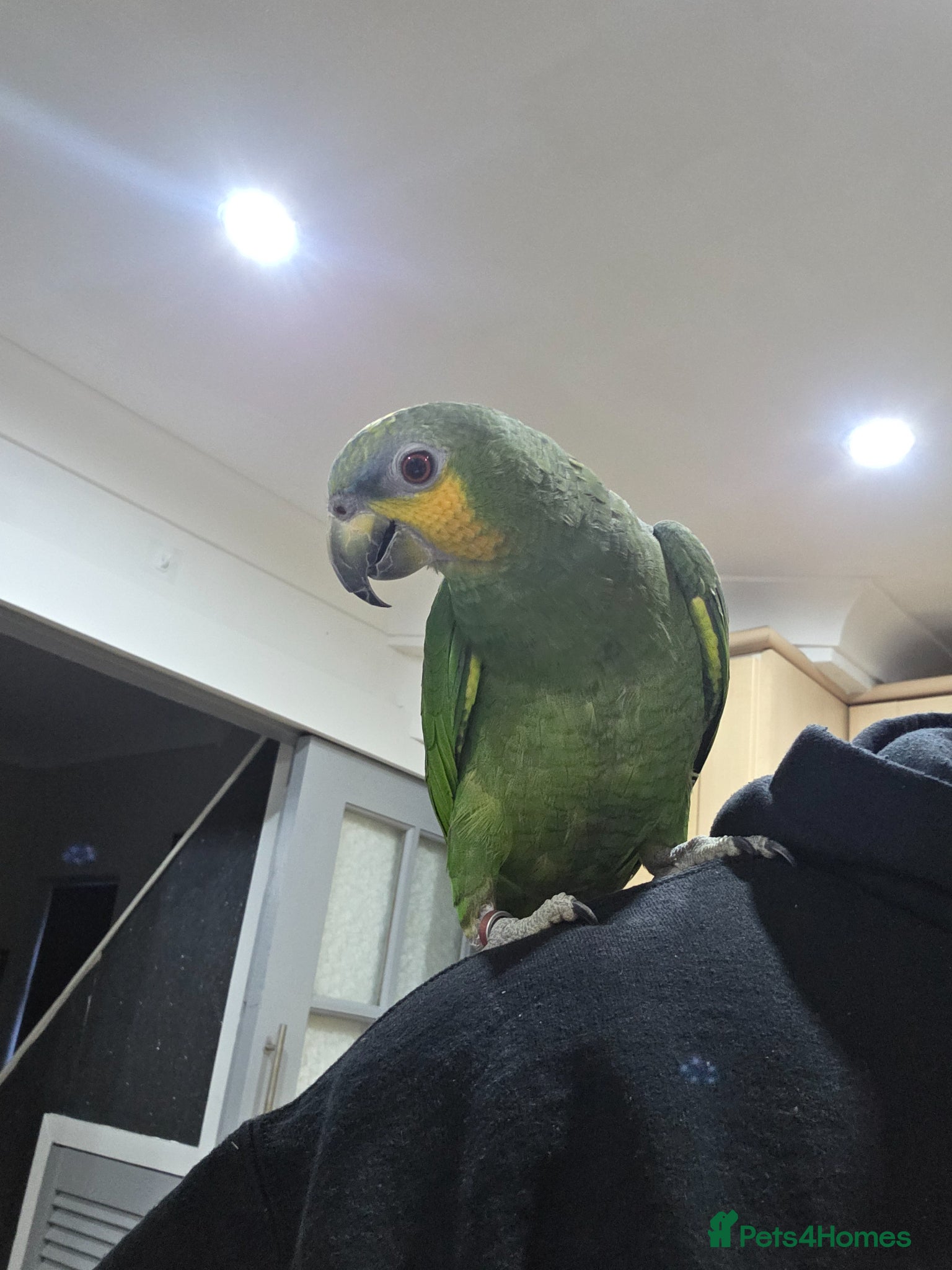 Parrots birds Beautiful young amazon  - Advert 3