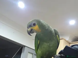 Parrots birds Beautiful young amazon - Advert 1