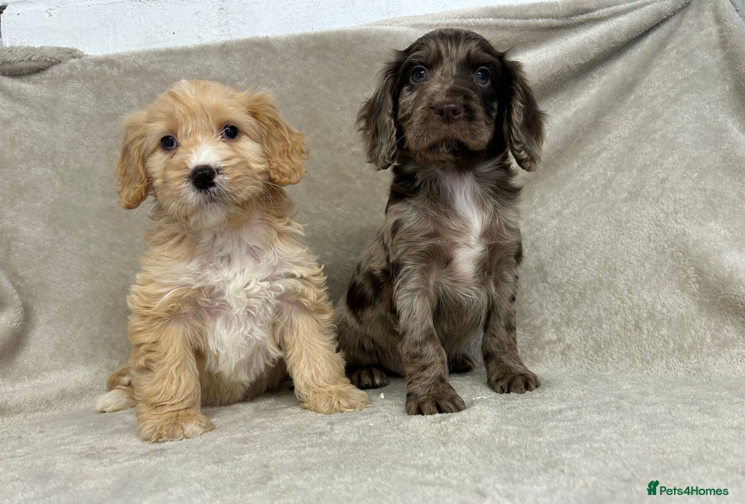 Cockapoo dogs for sale: Stunning cockapoo puppies  - Advert 2