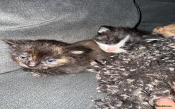 Domestic Shorthair cats for sale: Tortoise Shell X British Longhaired Kittens  - Image 8