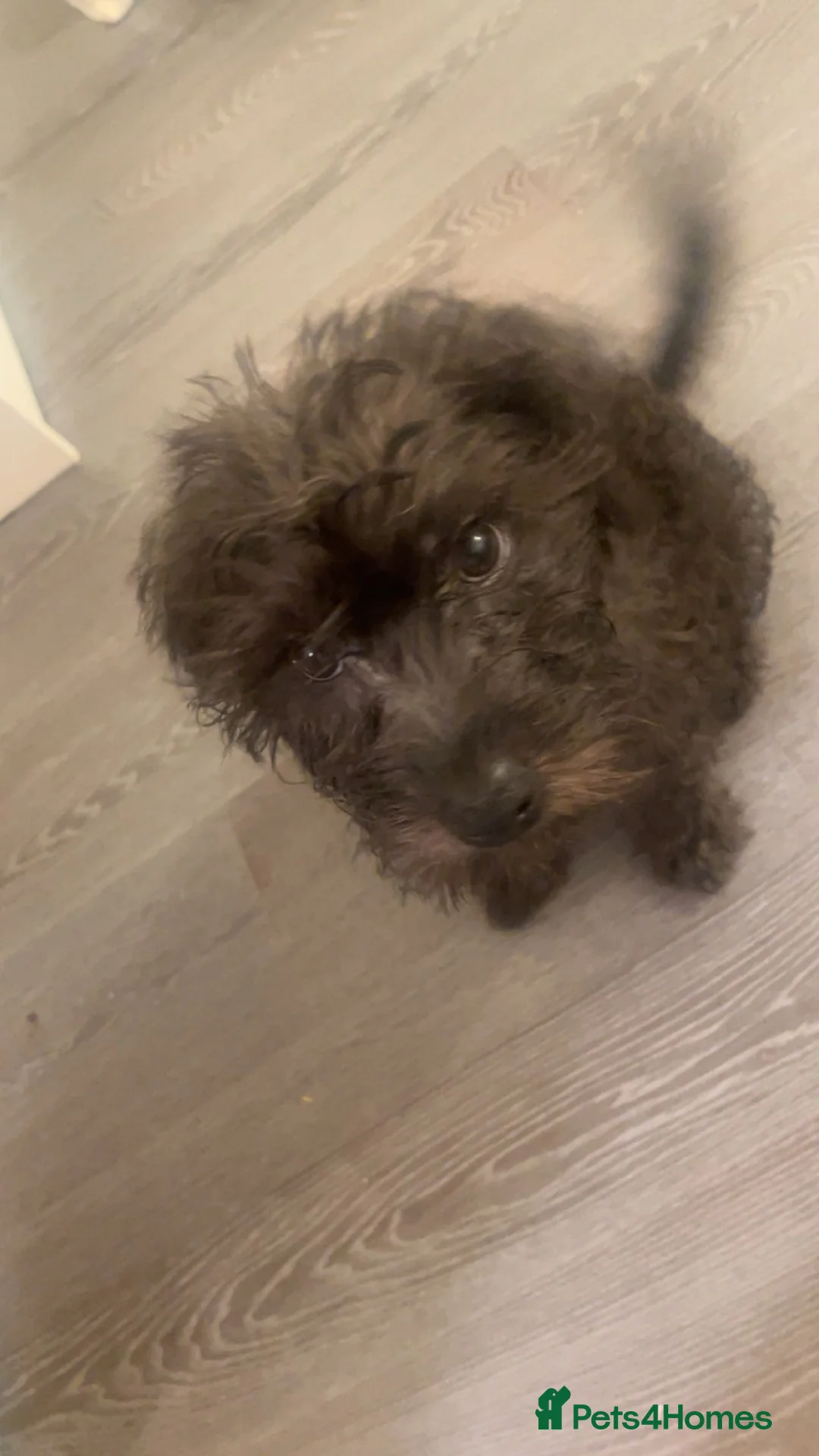 Mixed Breed dogs for sale: 1 male patadale  - Advert 2