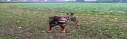Dobermann dogs for sale: 11 Month Old Doberman in Gloucester - Advert 2