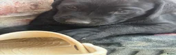 Labrador Retriever dogs for sale: Black Labrador pups for sale - Advert 5