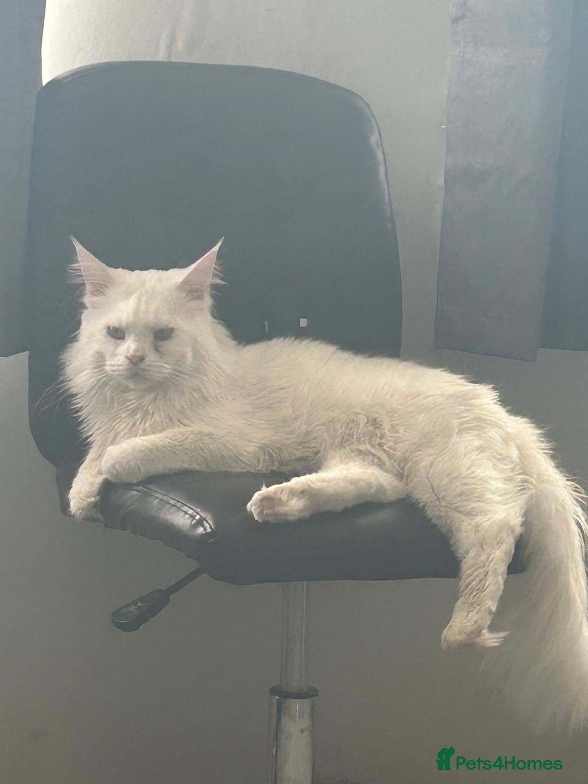 Mixed Breed cats Maine coon X British short hair - Advert 2