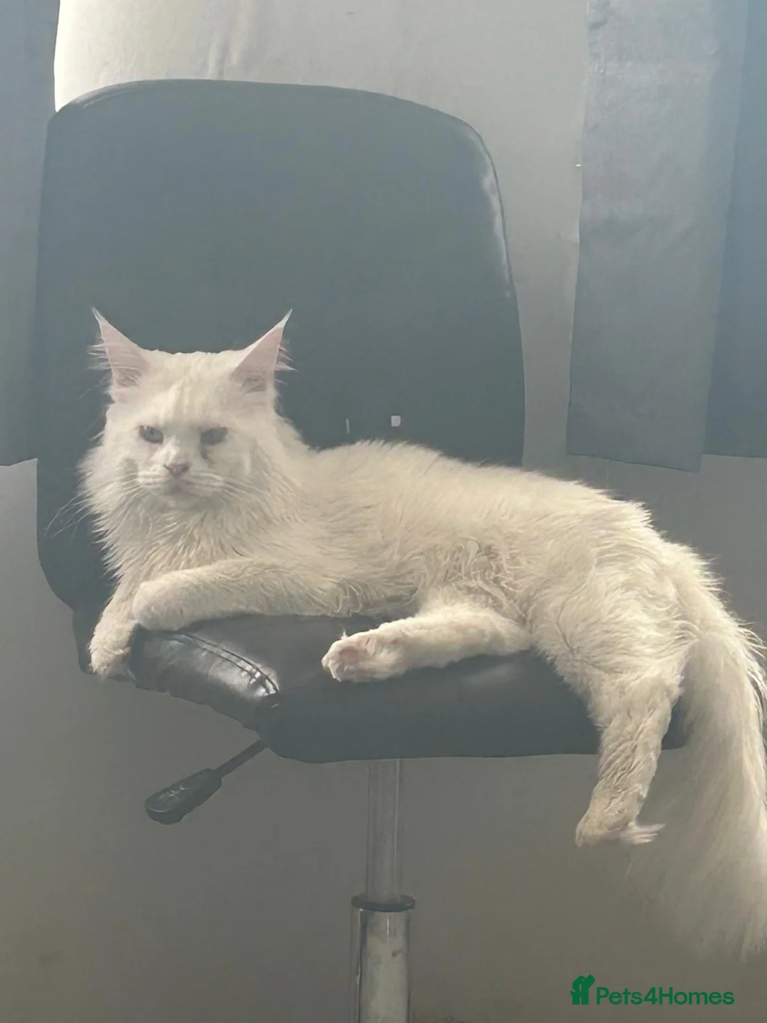 Mixed Breed cats for sale: Maine coon X British short hair - Advert 2