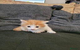 Maine Coon cats for sale: Maine Coon X - Image 9