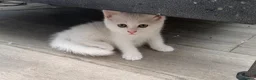Persian cats for sale: Ready now persian x white girls - Advert 9