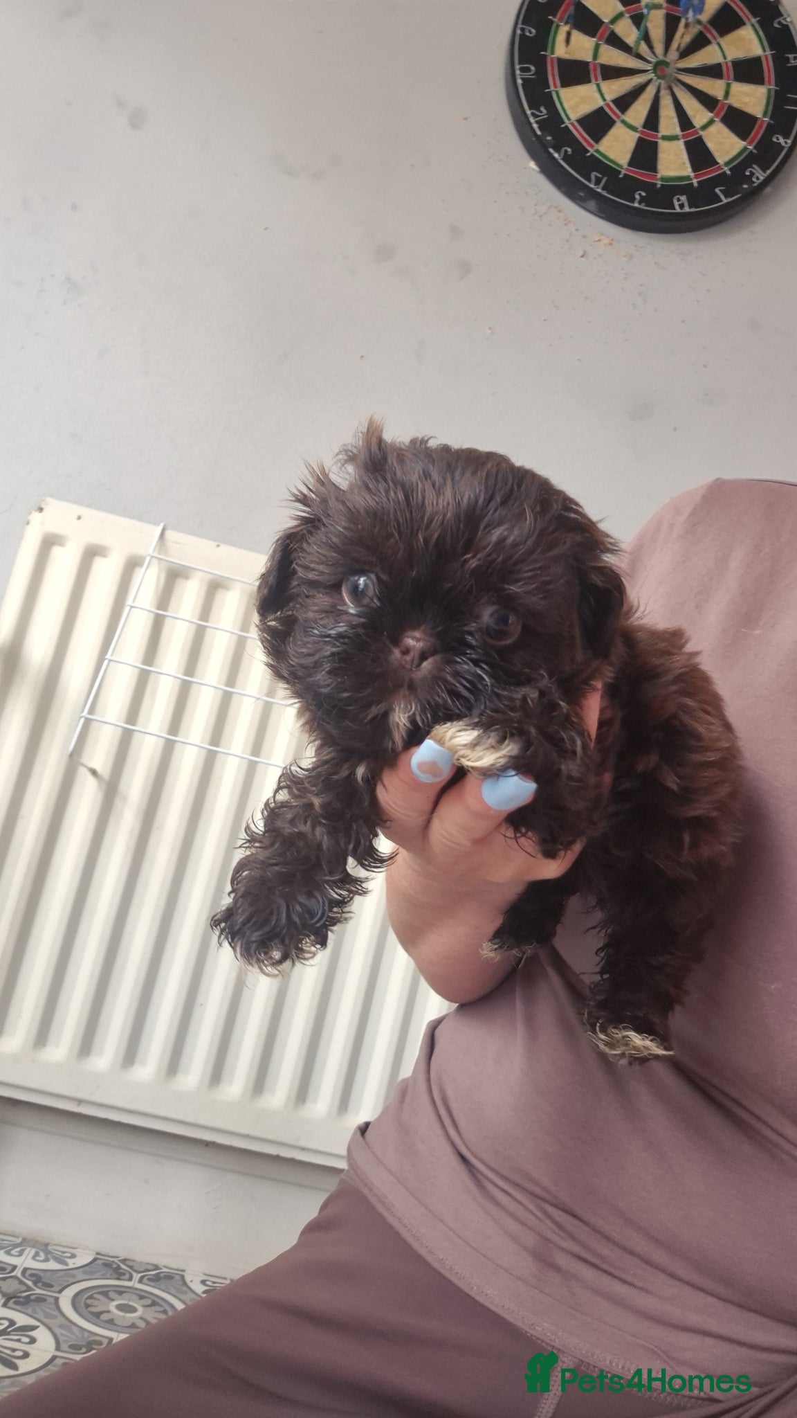 Shih Tzu dogs READY NOW. chocolate dobie imperial shih tzus - Advert 6