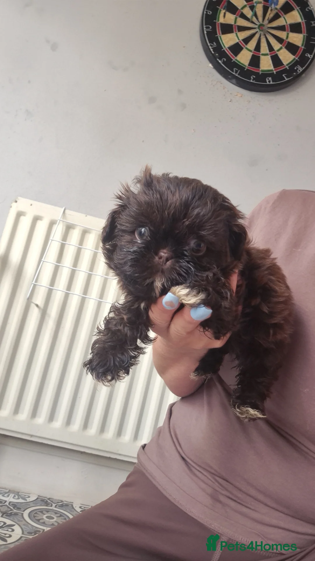 Shih Tzu dogs for sale: REDUCED LAST 3 IMPERIAL BOYS READY NOW - Advert 1