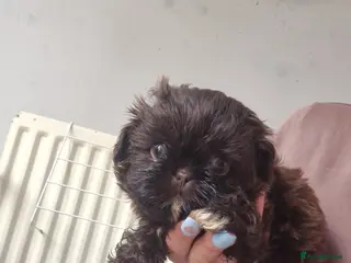 Shih Tzu dogs READY NOW. chocolate dobie imperial shih tzus - Advert 4