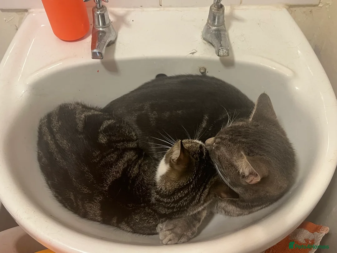 Mixed Breed cats for sale: We Adopt all cats and kittens 🤩 in Tewkesbury - Advert 6