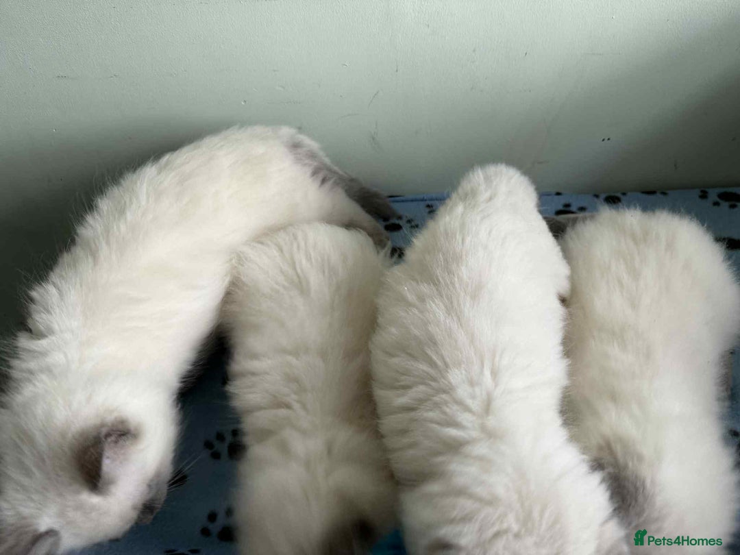 Ragdoll cats for sale: GCCF registered ragdoll kittens - Advert 11