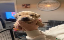 Labrador Retriever dogs for sale: Labrador puppies  - Image 9