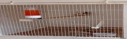 Finches birds for sale:  isabel zebra finches  - Advert 4