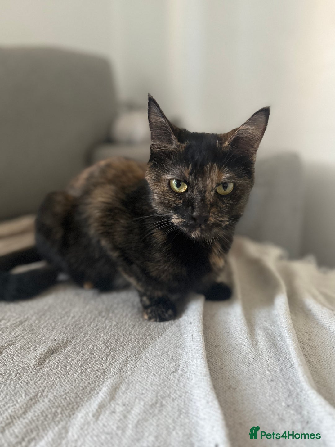 Mixed Breed cats for sale: One girl left 🐾 - Advert 1